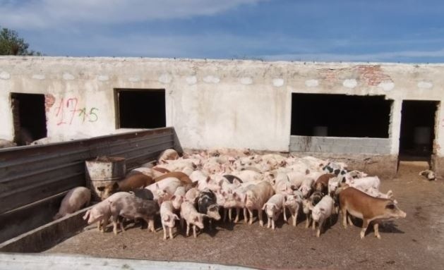 Свиневъди настояват за спешна среща със земеделския министър